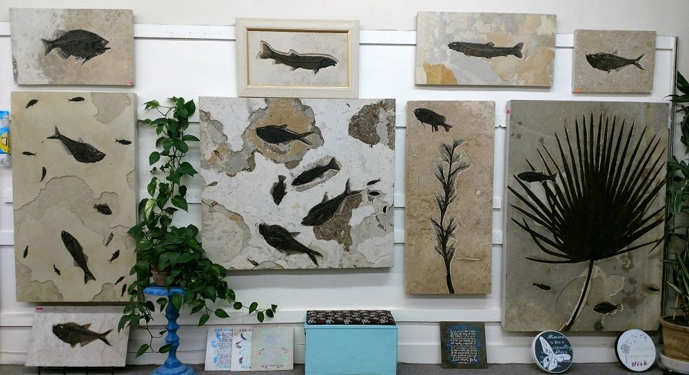 Wyoming Fossils Fossils for Sale, Fossil, Green River Formation