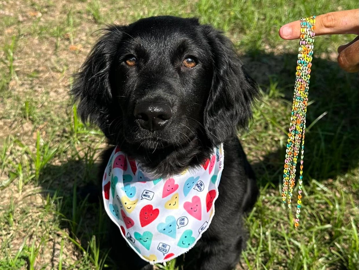 Posie the dog of Posie's Permanent Jewelry in Senatobia, Mississippi.