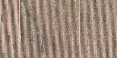 Vineyard ortho-mosaic mapping