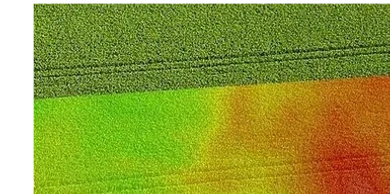 Aerial, drone vineyard and crop health