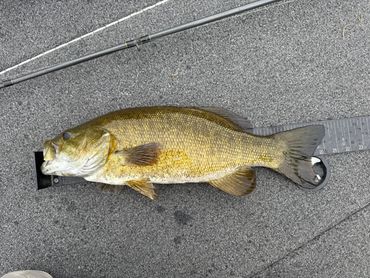 Moosehead Lake fishing in Greenville Maine