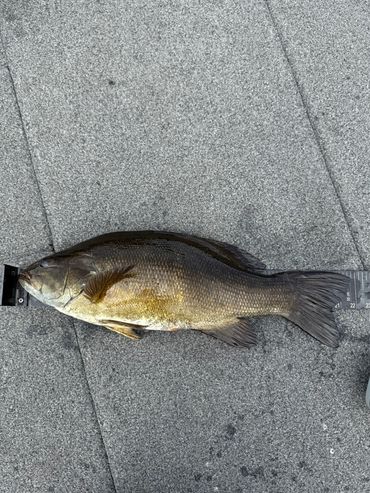 bass fishing Moosehead lake