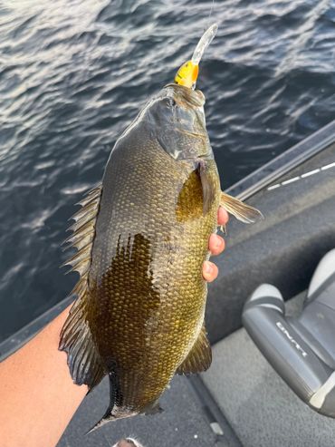 bass fishing Moosehead lake