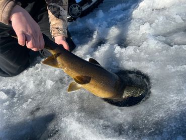 ice fishing for big lake trout in maine