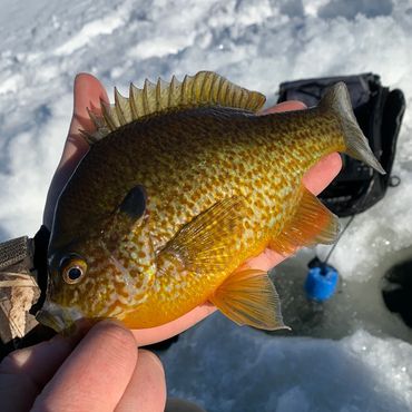 ice fishing for panfish in maine
