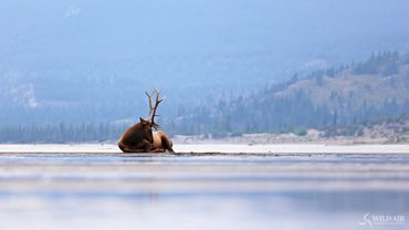 Elk resting on sandbar, Jasper National Park