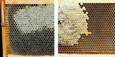 Showing a frame with liquid honey and a frame without meaning they are consuming theri stores.