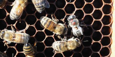 There are 3 mites on this doomed bee which is also showing symptoms of deformed wing virus.