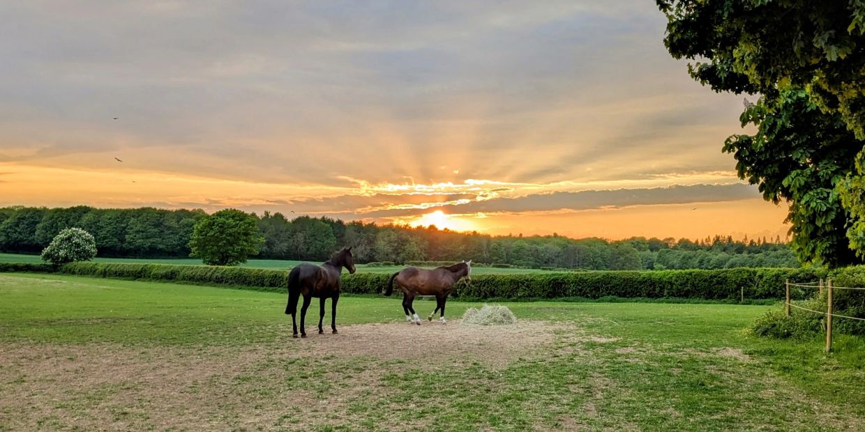 Two horses stand in a green field during a vibrant sunset.