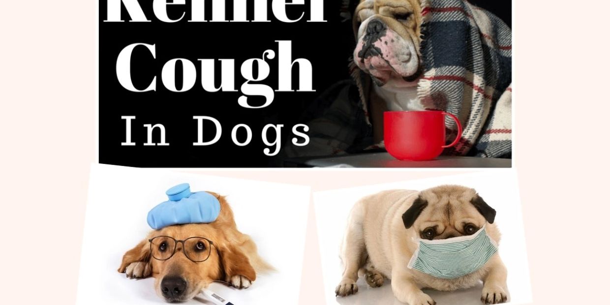 Kennel cough also known as canine infectious respiratory disease, formerly canine infectious tracheo