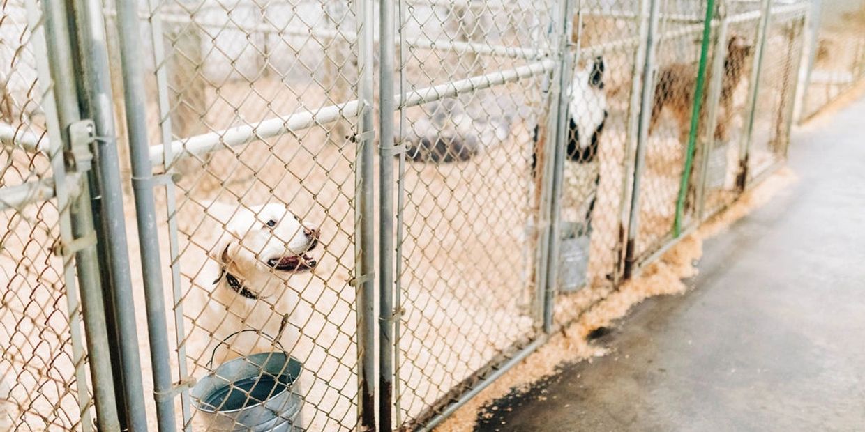 Row of kennels at R & R Kennels in Bellingham