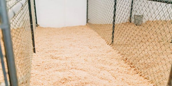 Inside a standard kennel at R & R Kennels in Bellingham