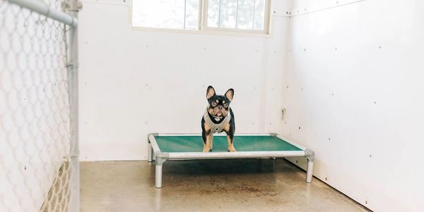 Frenchie dog on cot in a premium suite at R & R Kennels in Bellingham