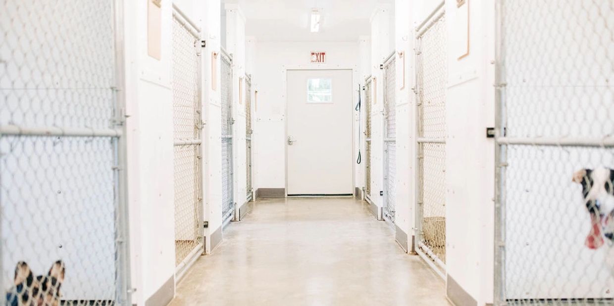 Facilities at R&R kennels in Bellingham. A row of premium suite kennels.