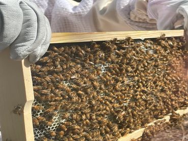 Bee inspection happens often. This helps keep the bees healthy.