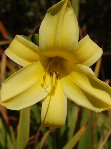 Close-up of a yellow daylily flower in natural light.