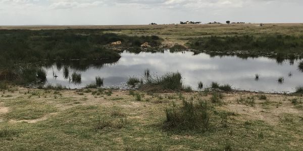 Image of grasslands with a pond in the middle.