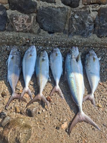 Tisan Balık Avı , Tisan Life Villa Otel, Tisan Adası Apart Otel , Tisan Kiralık , Tisan Konaklazma