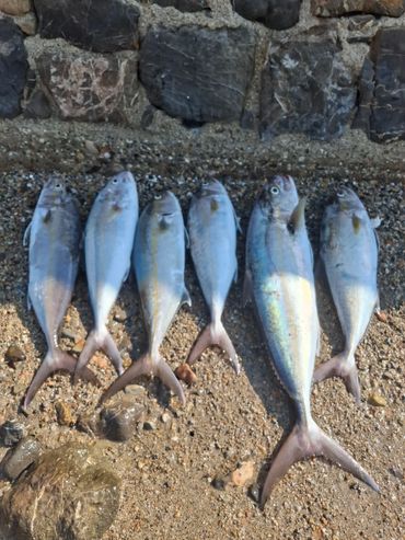 Tisan Balık Avı , Tisan Life Villa Otel, Tisan Adası Apart Otel , Tisan Kiralık , Tisan Konaklazma