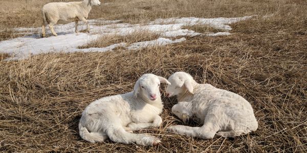 Cute lambs
