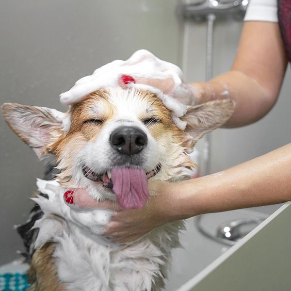 Funny portrait of a welsh corgi pembroke dog showering with shampoo