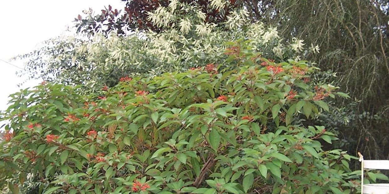 Benefits of trees, live oak, Magnolia, Sweet Almond bush, Yaupon holly, Firebush, Pioneer Garden Clu