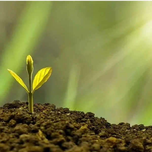 croissance
growth