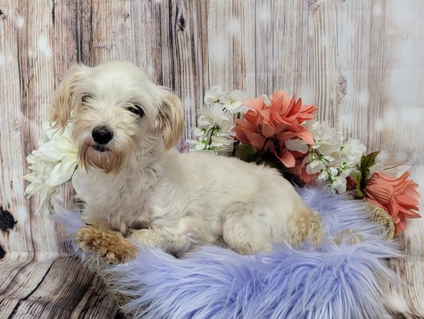 Small white dog resting on a purple fluffy cushion with flowers in the background.