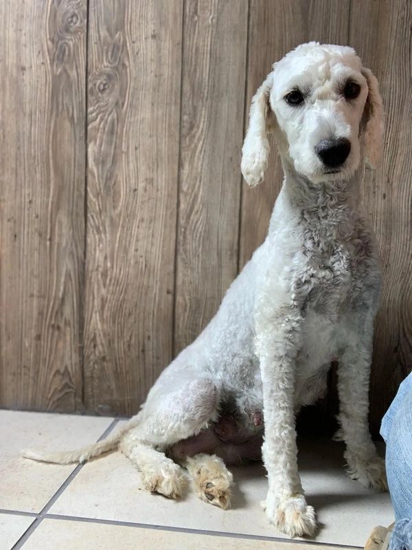 White poodle sitting on tiled floor against a wooden wall.