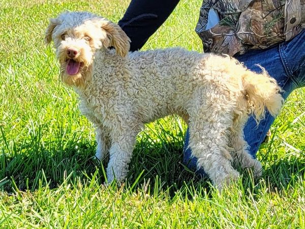 Happy curly-haired dog standing on green grass beside a person.