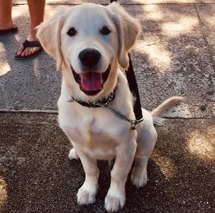 Loving my puppy training Heel 2 Heal Dog Training Downtown Lake Worth Beach Florida.