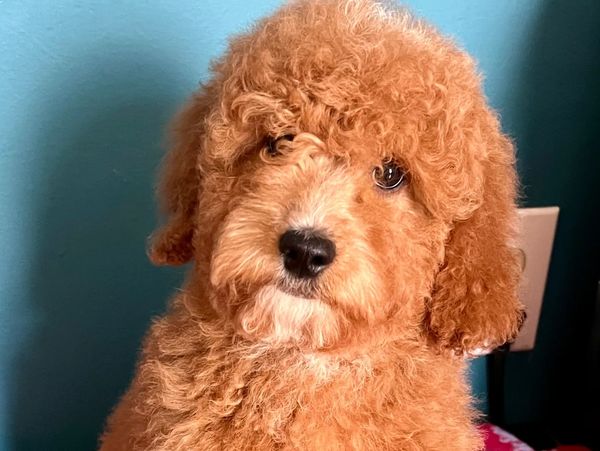 Cute Doodle Puppy Training in West Palm Beach