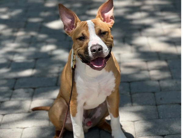 2 Year old dog Sitting quietly during a dog training session in West Palm Beach