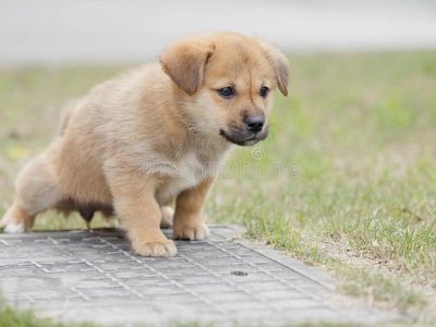 Puppy Training Florida with Heel 2 Heal Dog Training West Palm Beach Florida Potty Training help cra