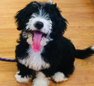 Puppy Training Florida - Heel 2 Heal Dog Training West Palm Beach Florida Puppy Camp for puppy train