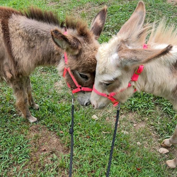 Two donkeys touching noses on grass.