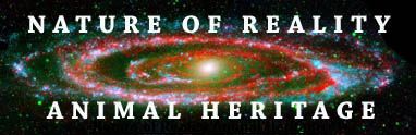 Nature of Reality Animal Heritage - Andromeda Galaxy