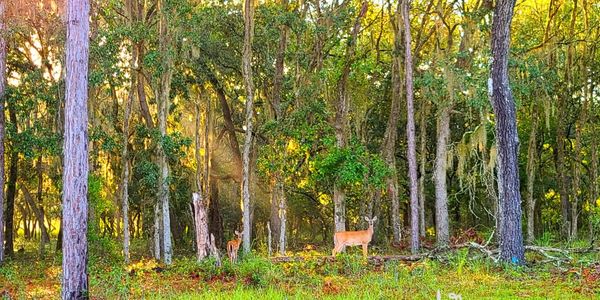 Mother Doe and Young Buck Spring 2022 Andrea Garcia Copyright