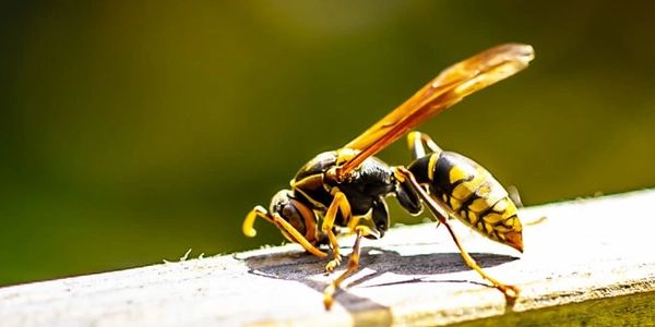 Paper wasp on railing identification