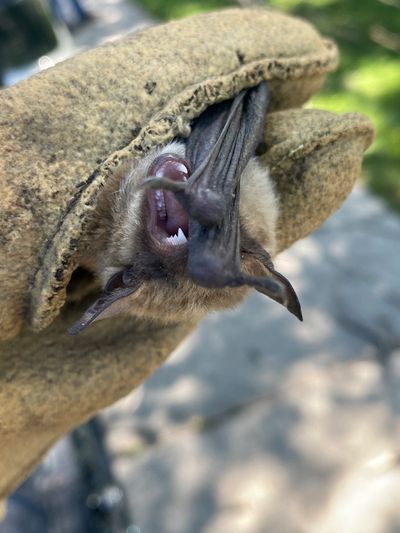 Bat removal perrysburg Ohio