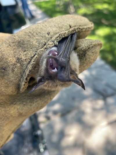 A small bat being gently held with a glove outdoors.