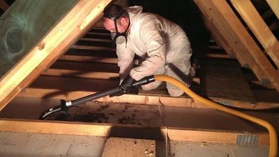 Ohio Bat Removal and Clean up