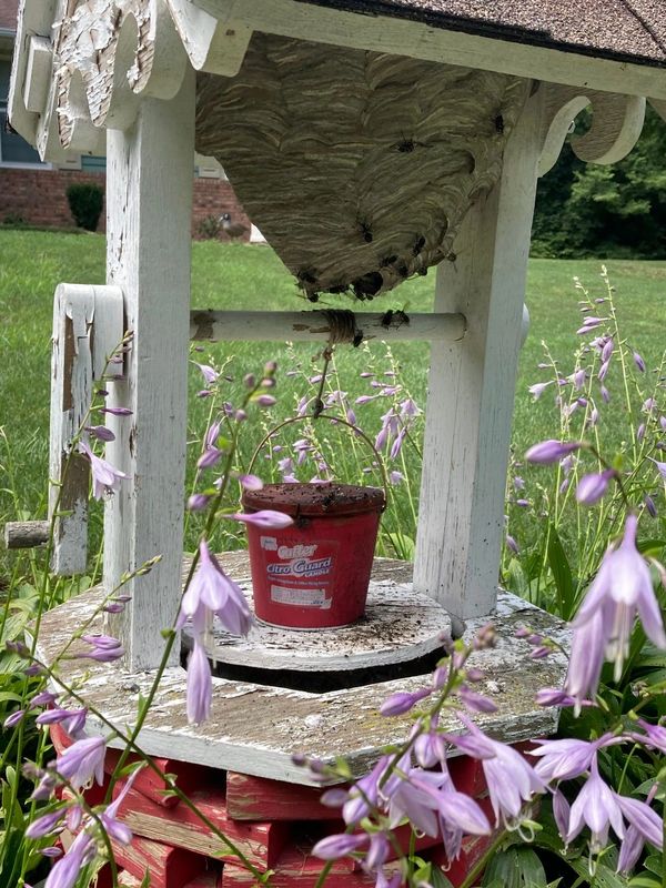 Bald-faced hornets nest Toledo Ohio Pest Control