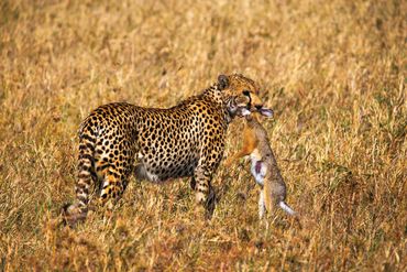 Cheetah Kill in Tanzania.
