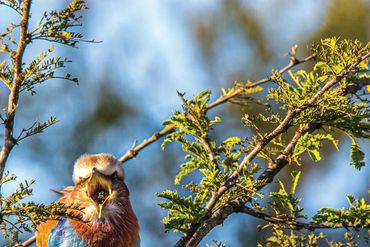 Beautiful bird in Tanzania