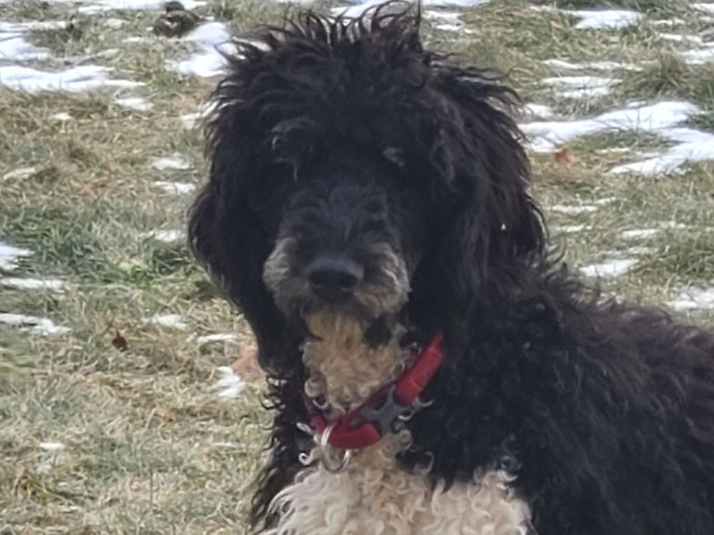 Felix is an up and coming standard poodle. He will finish his health clearances this spring.