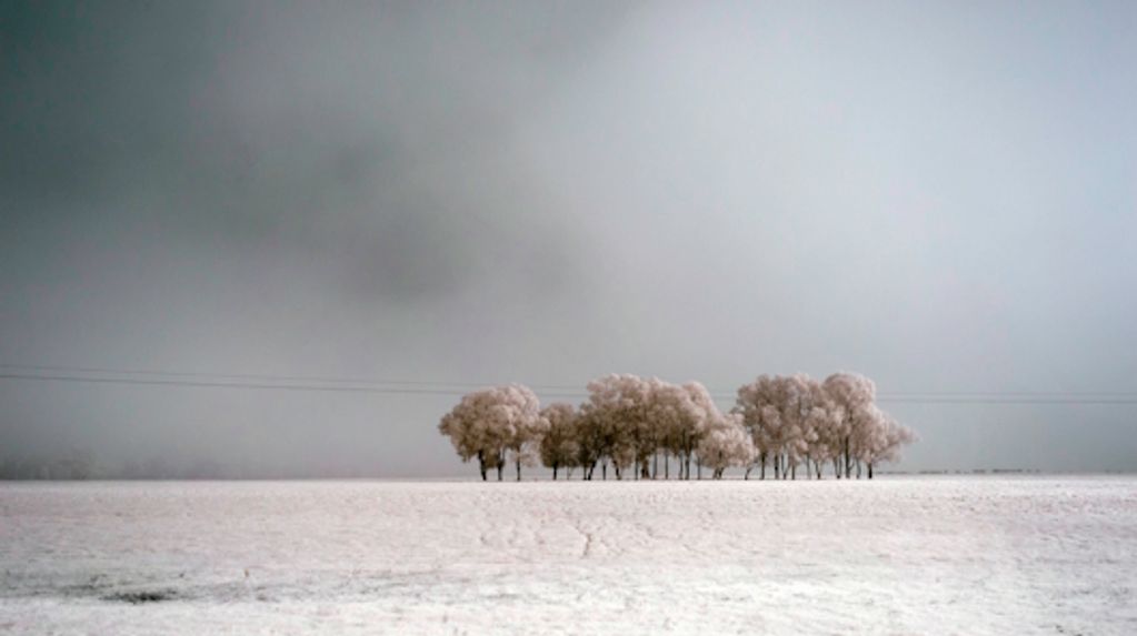a landscape photograph capturing a stand of trees with an infrared conversation
