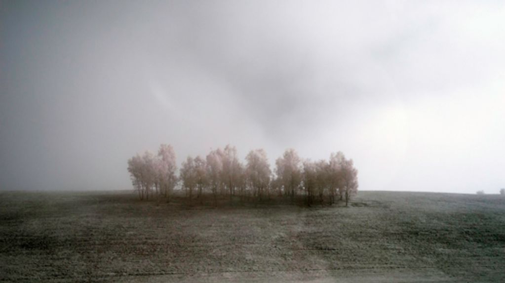 a landscape photograph capturing a stand of trees with an infrared conversation, with dark skies