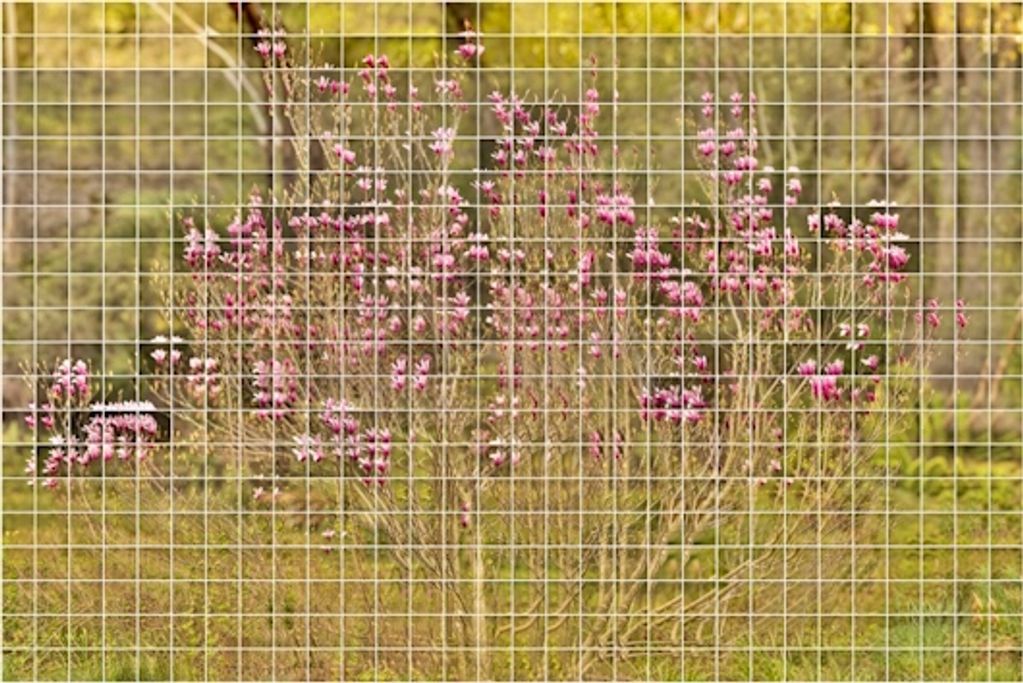 Contemporary photographic art work depicting multiple images based on a Magnolia tree in bloom