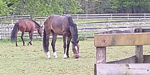 Two horses grazing in a fenced grassy field.